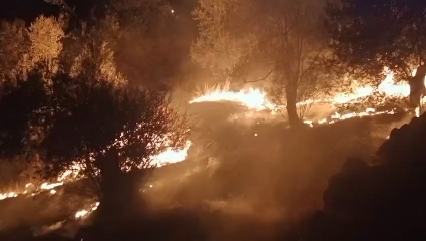 Balıkesir’de zeytinlik alanda çıkan yangına ekipler müdahale ediyor