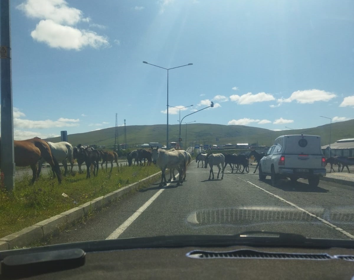 Ardahan’da başıboş atlar trafikte tehlike saçıyor