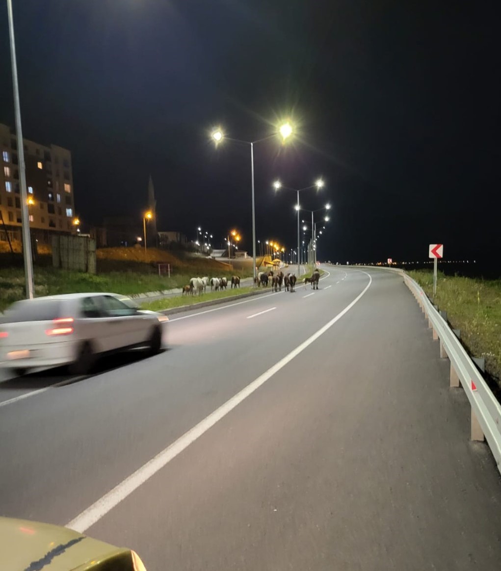 Ardahan’da başıboş atlar trafikte tehlike saçıyor
