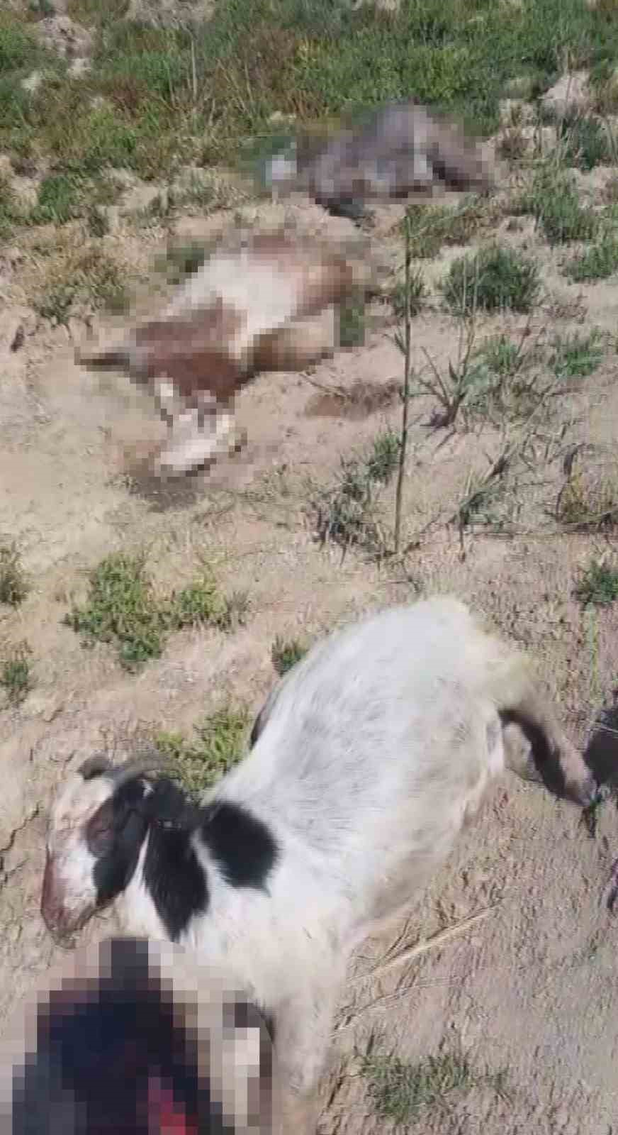 "Dereden su i&ccedil;en 40 k&uuml;&ccedil;&uuml;kbaş hayvanım telef oldu"
