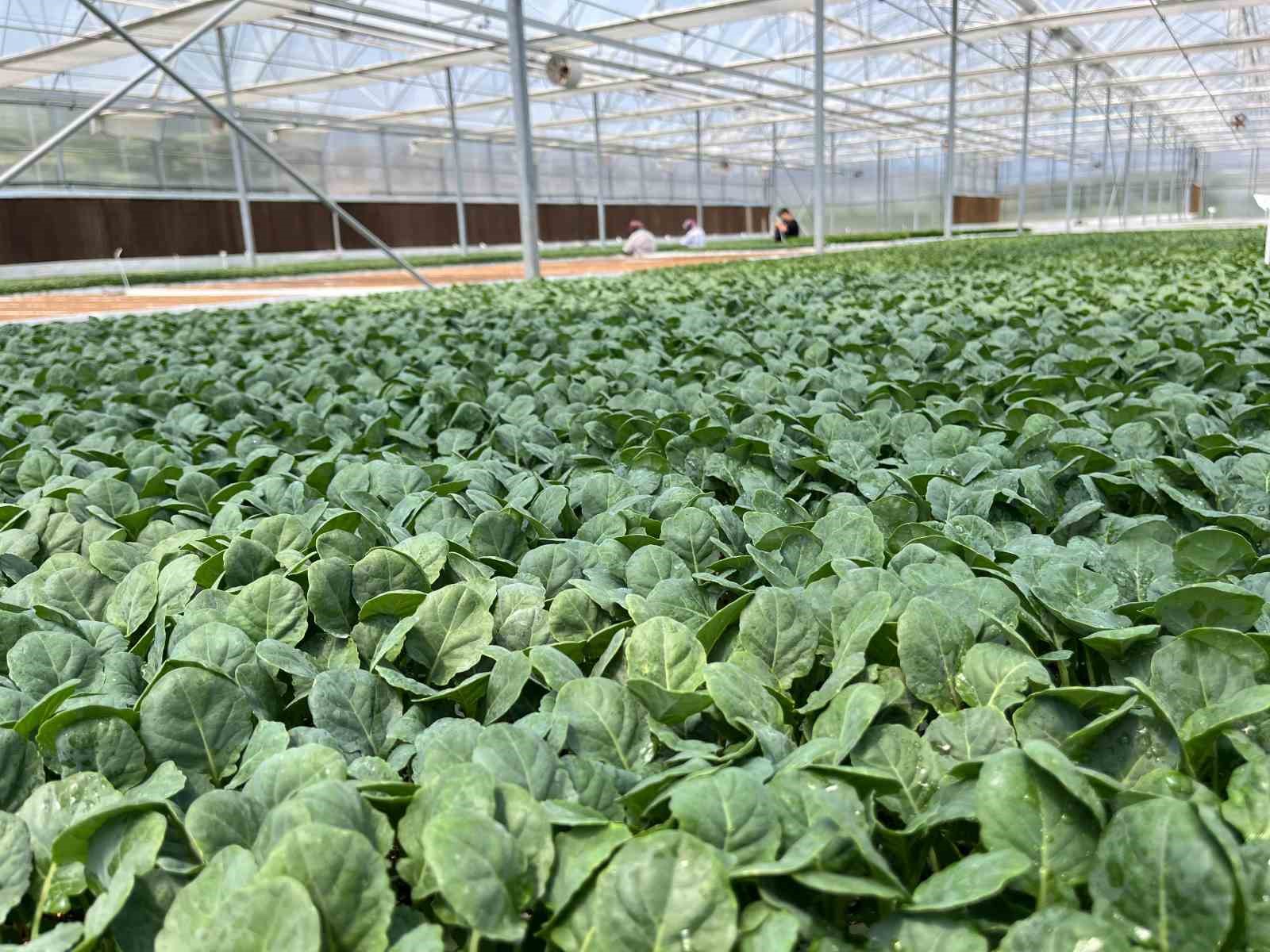 Eskişehir’den 10 milyon bitki fidesi Türkiye’nin dört bir yanına gönderiliyor