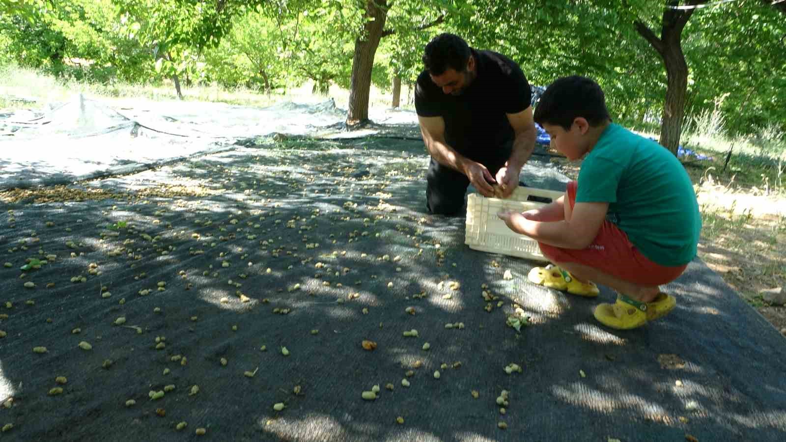 Malatya’da zirai donun vurduğu bölgelerde meyve üretiminde baraj çevresi umut oldu