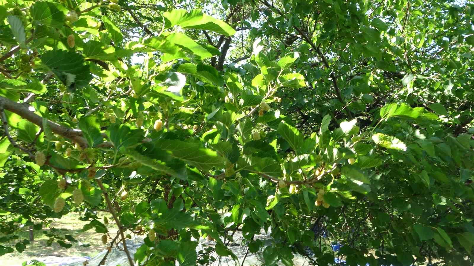 Malatya&rsquo;da zirai donun vurduğu b&ouml;lgelerde meyve &uuml;retiminde baraj &ccedil;evresi umut oldu
