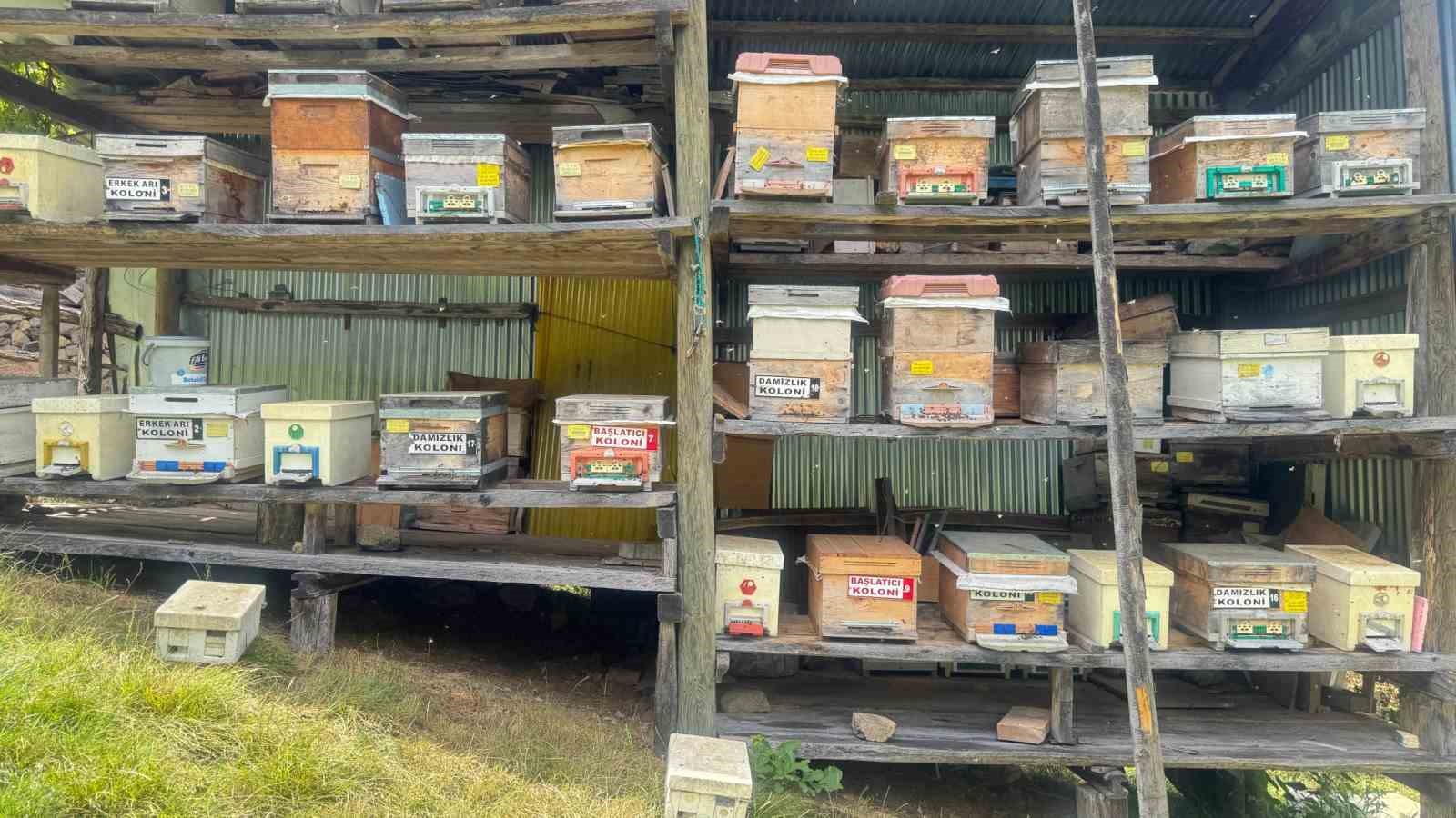 Artvin’de arıcılığı doğa turizmiyle birleştiren "apiturizm" faaliyetleri başladı