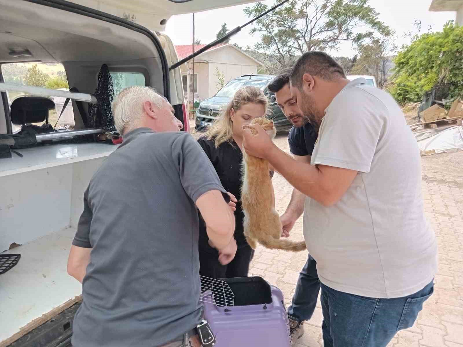 Yangından etkilenen hayvanlar unutulmadı