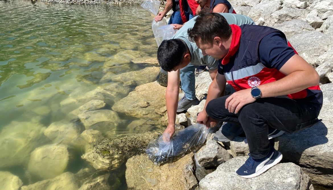 Tavşanlı’da 8 gölete binlerce yavru sazan bırakıldı