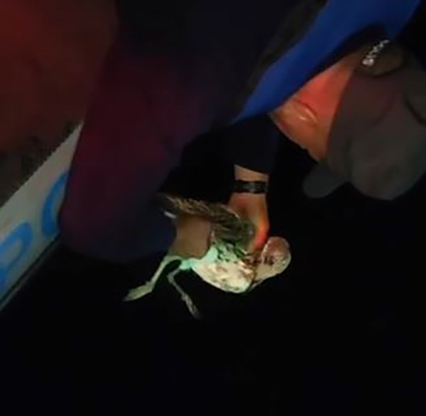 Denizde misinaya dolanan martıyı polis kurtardı