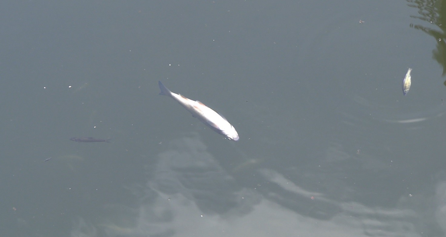 Tavşanlı’da balık ölümleri