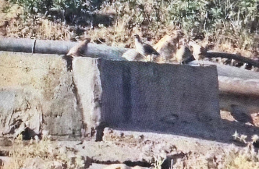 Yaban hayvanlarına can suyu