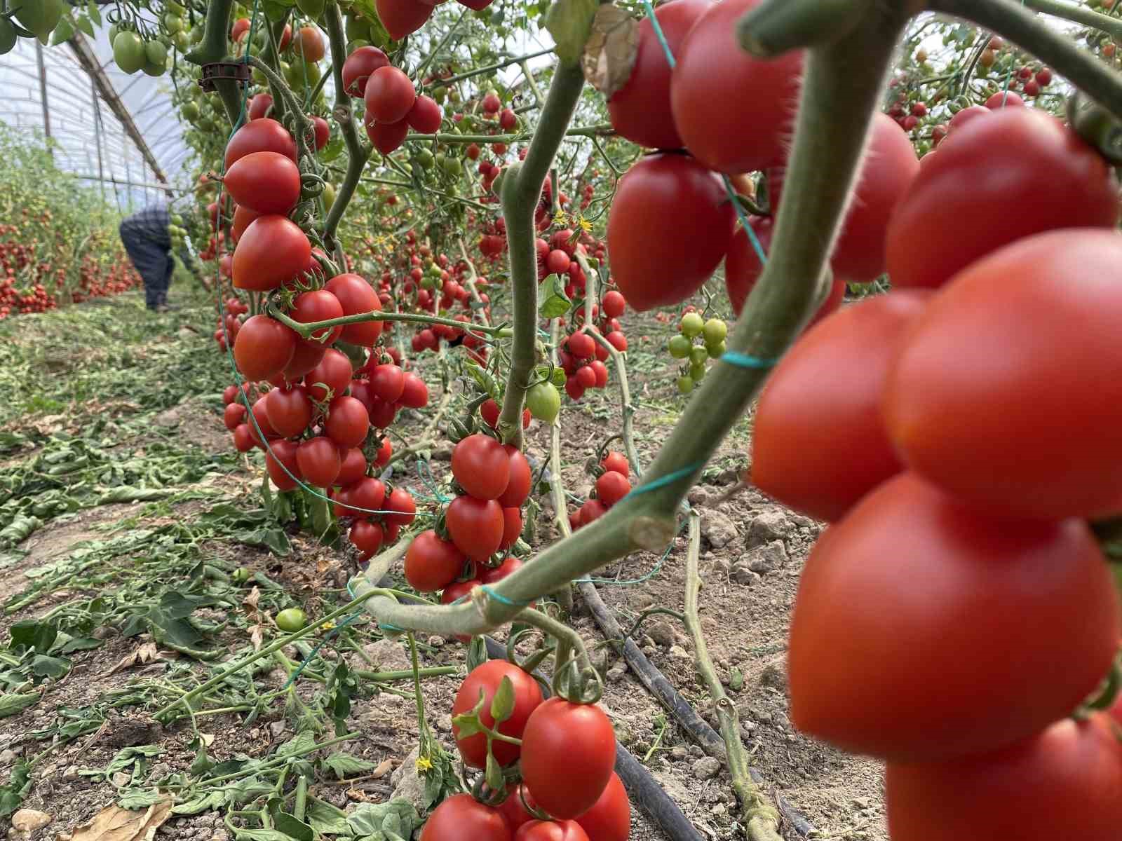 Antalya hallerinde haziran ayında domates yıllık miktarda yüzde 86 arttı