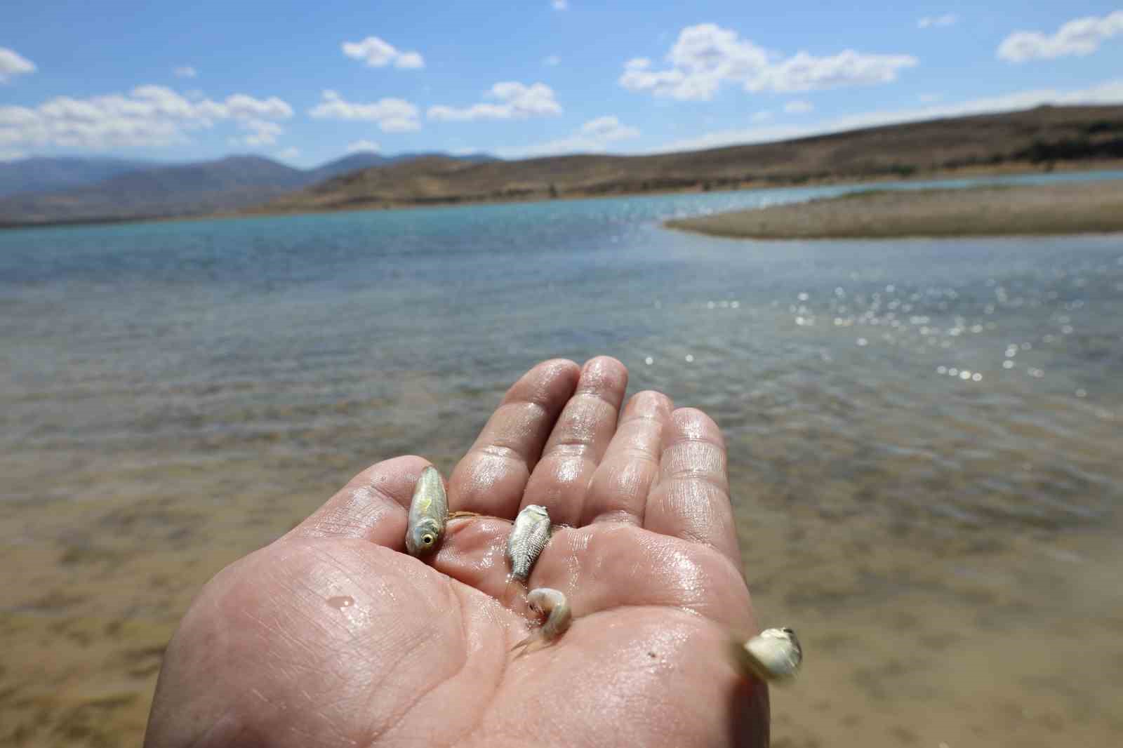 Kayseri’de baraj gölüne 600 bin yavru sazan bırakıldı
