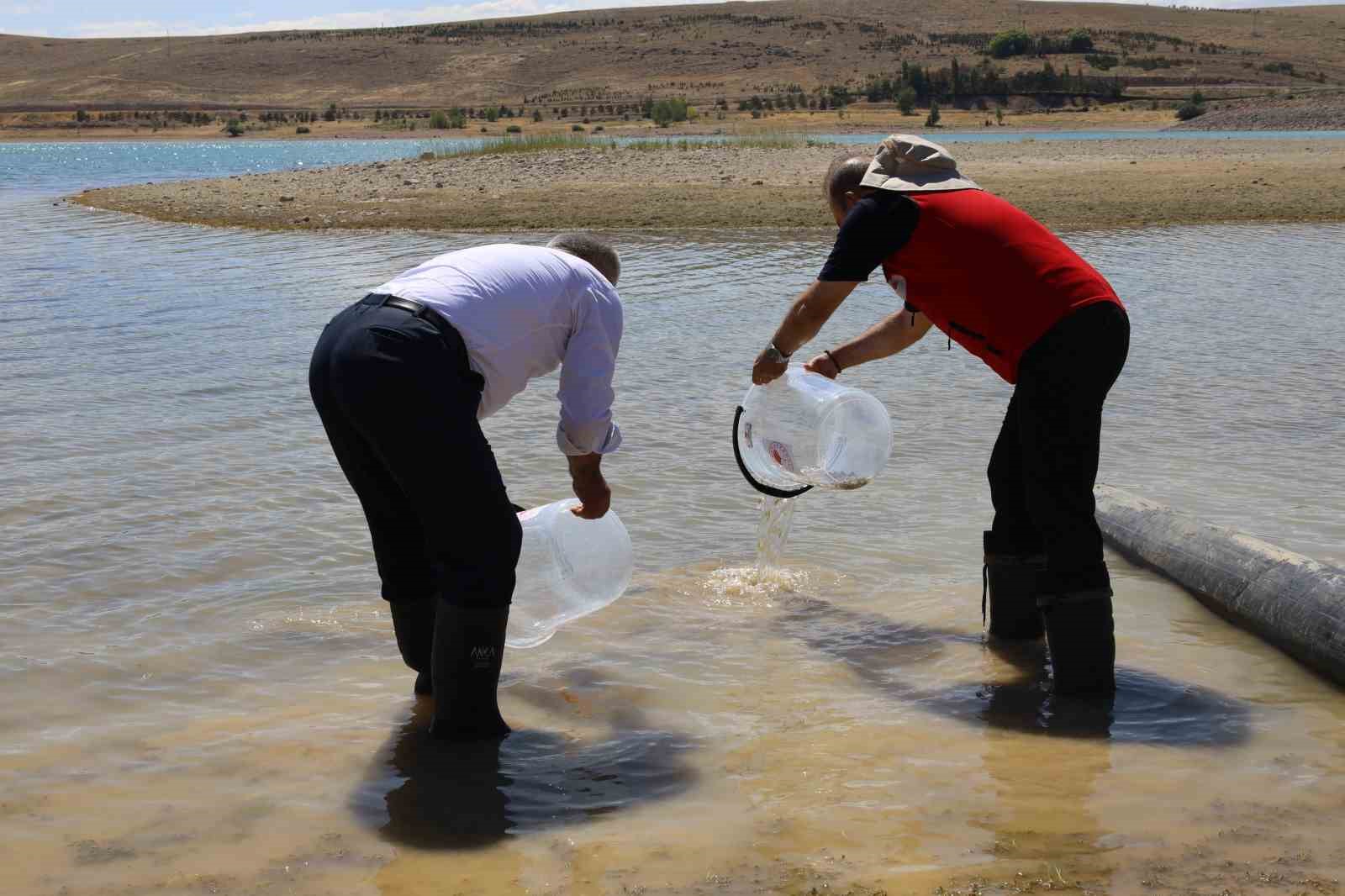 Kayseri&rsquo;de baraj g&ouml;l&uuml;ne 600 bin yavru sazan bırakıldı
