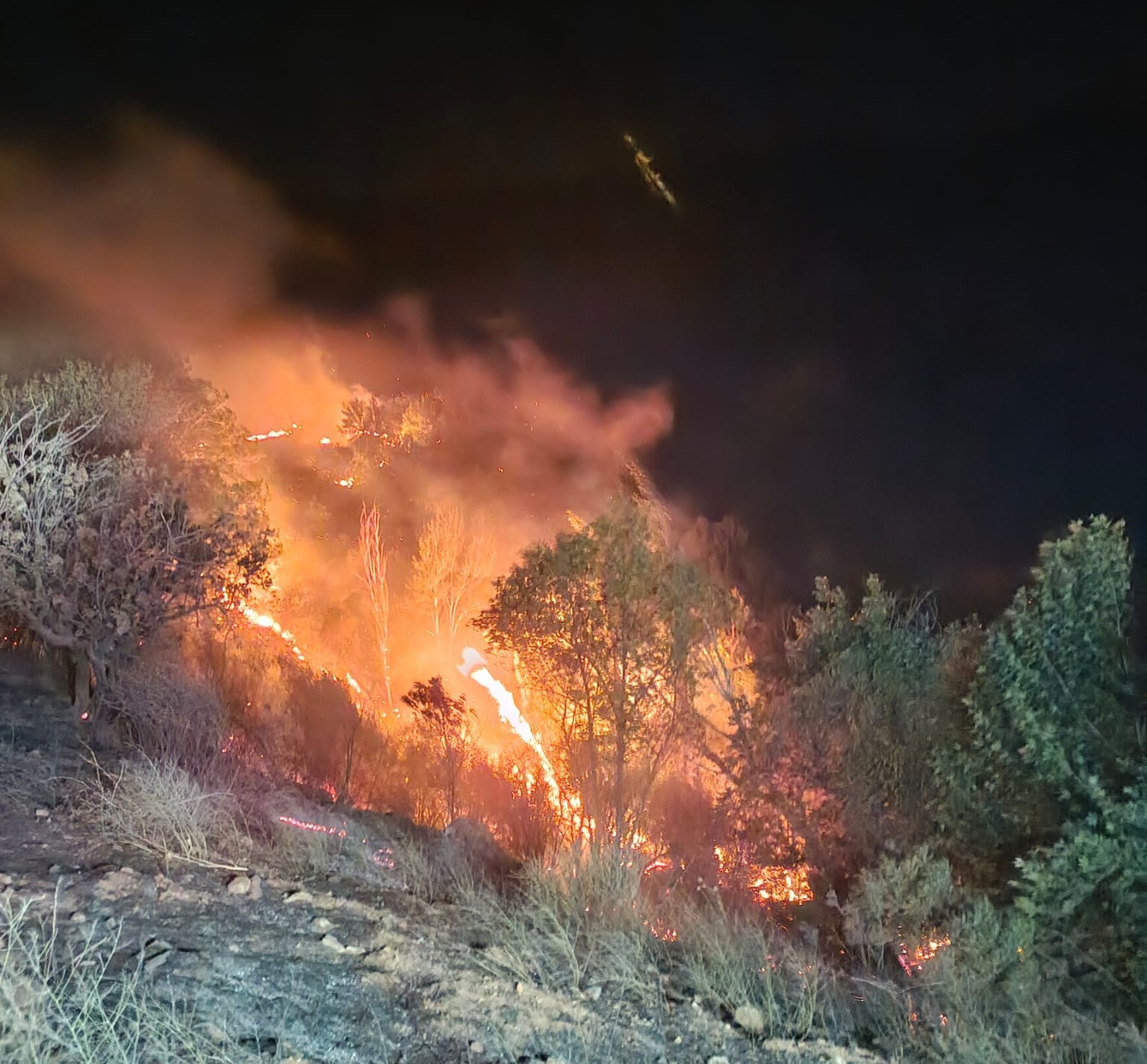 Ormanlık alan ve bahçeler cayır cayır yandı
