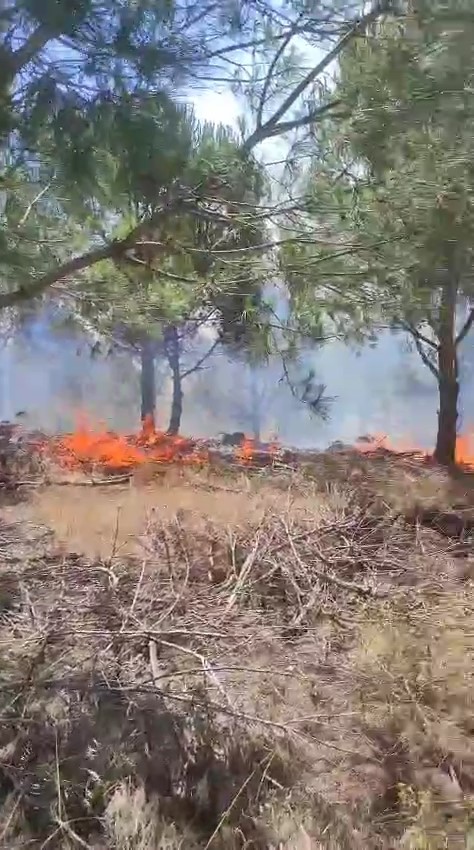 Bursa&rsquo;da ağa&ccedil;lık alanda &ccedil;ıkan yangına m&uuml;dahale ediliyor
