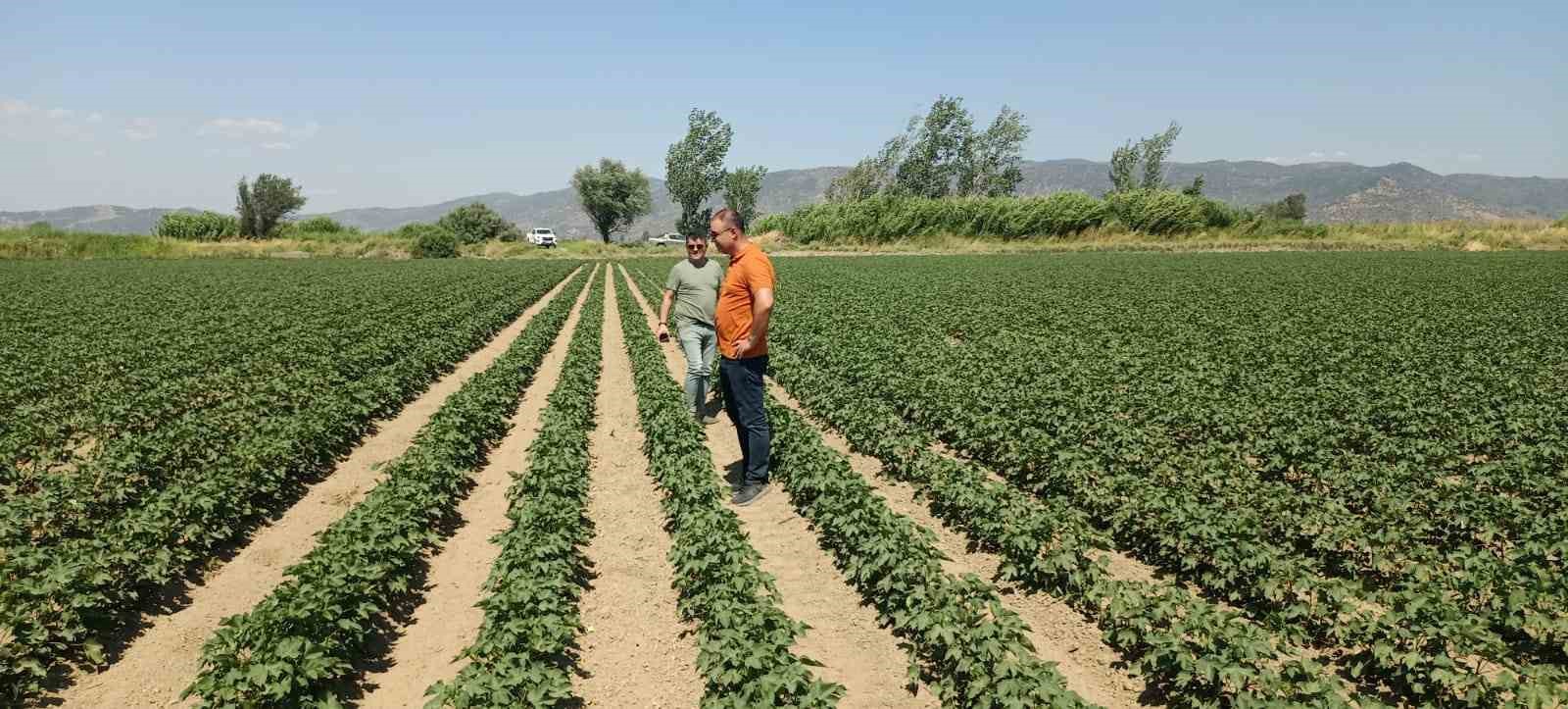 Söke’de ayçiçeği ve pamuk tarlaları incelendi