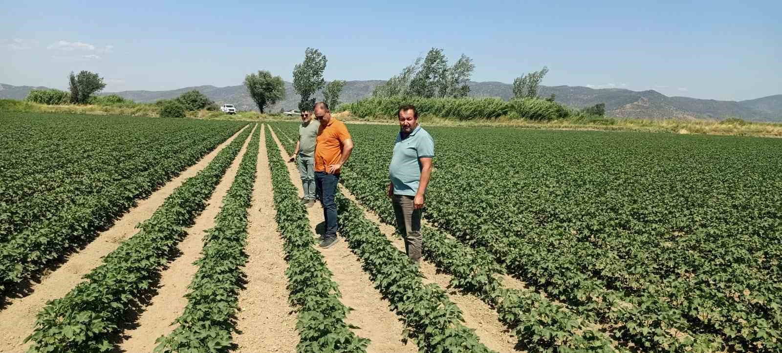S&ouml;ke&rsquo;de ay&ccedil;i&ccedil;eği ve pamuk tarlaları incelendi
