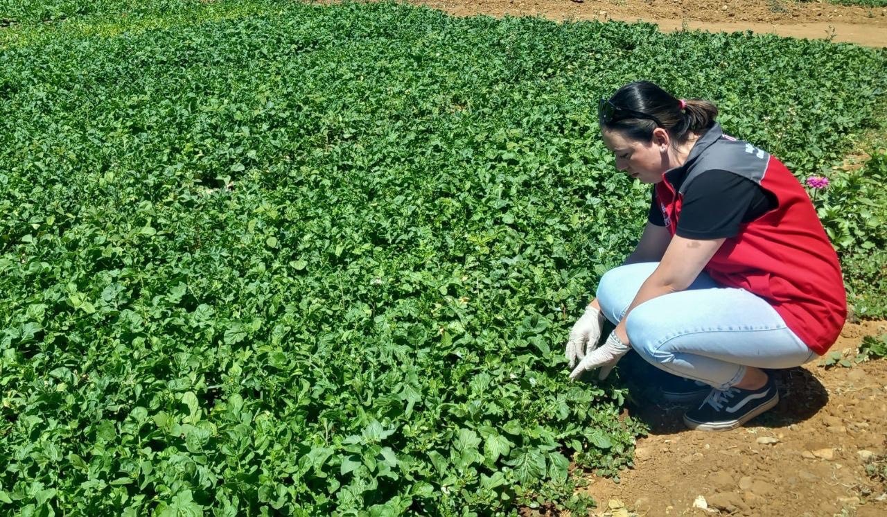Doğanköy’de hasat öncesi numune alımları devam ediyor
