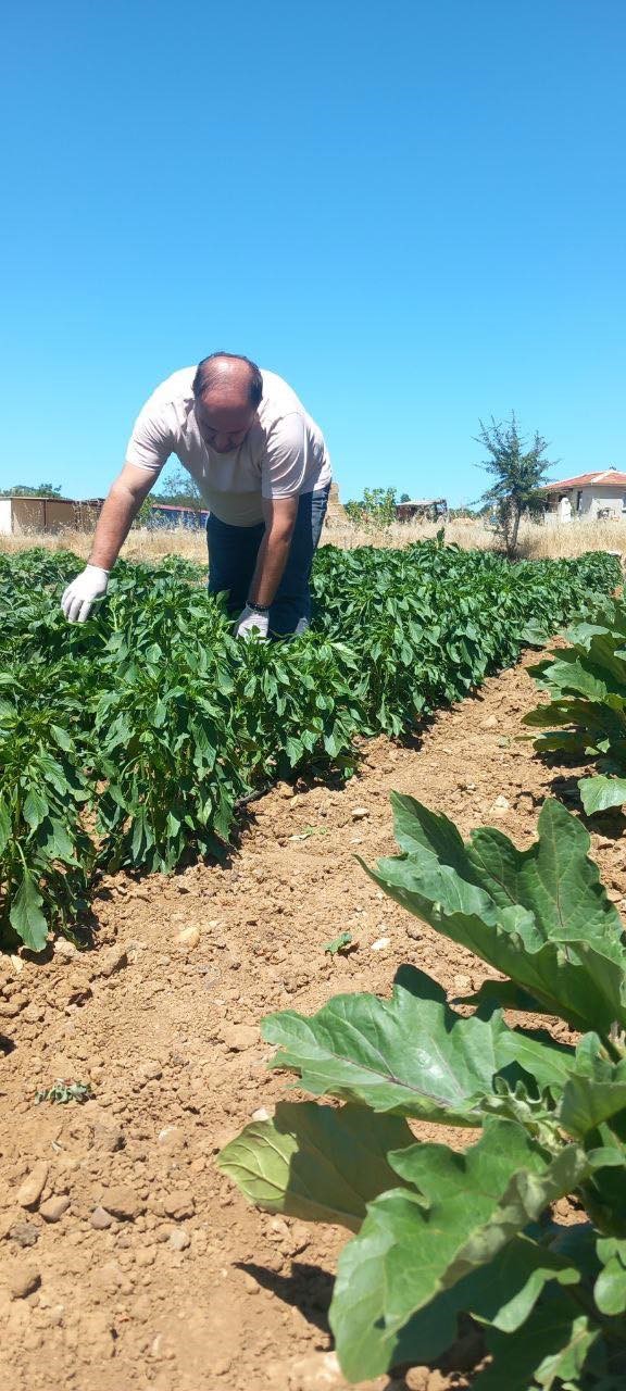 Doğanköy’de hasat öncesi numune alımları devam ediyor