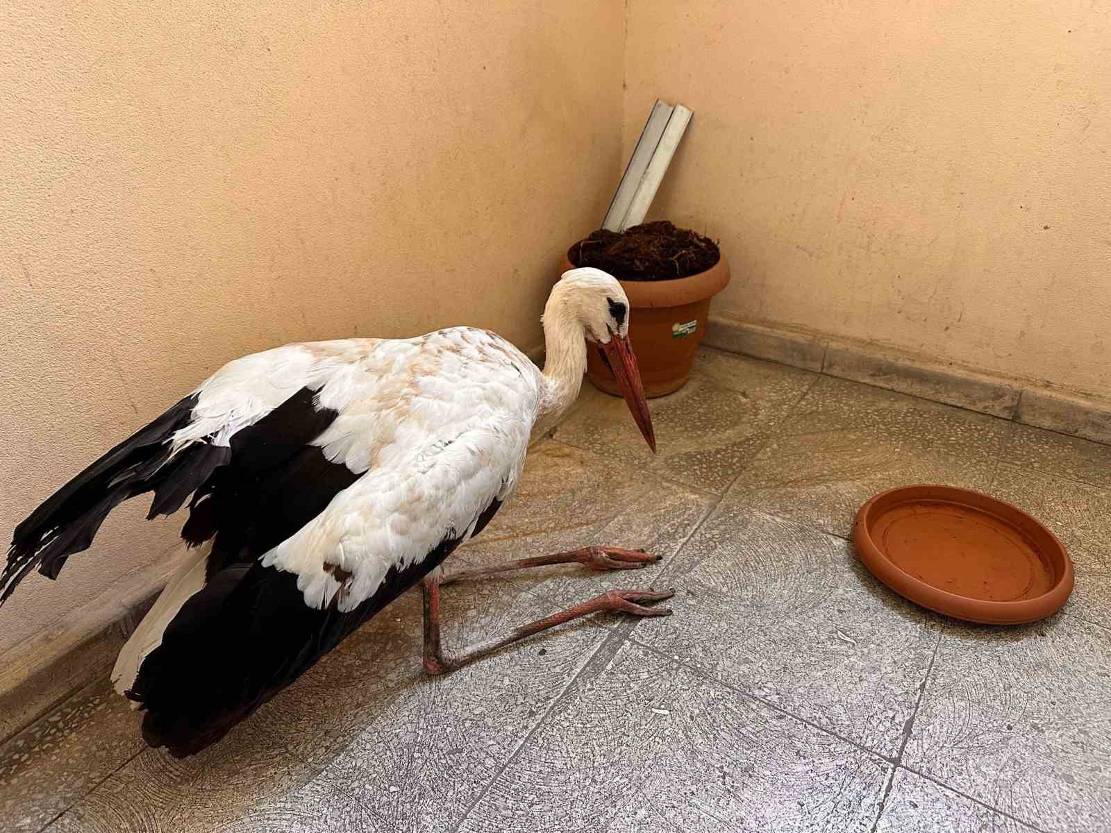 Bing&ouml;l&rsquo;de yaralı leylek koruma altına alındı
