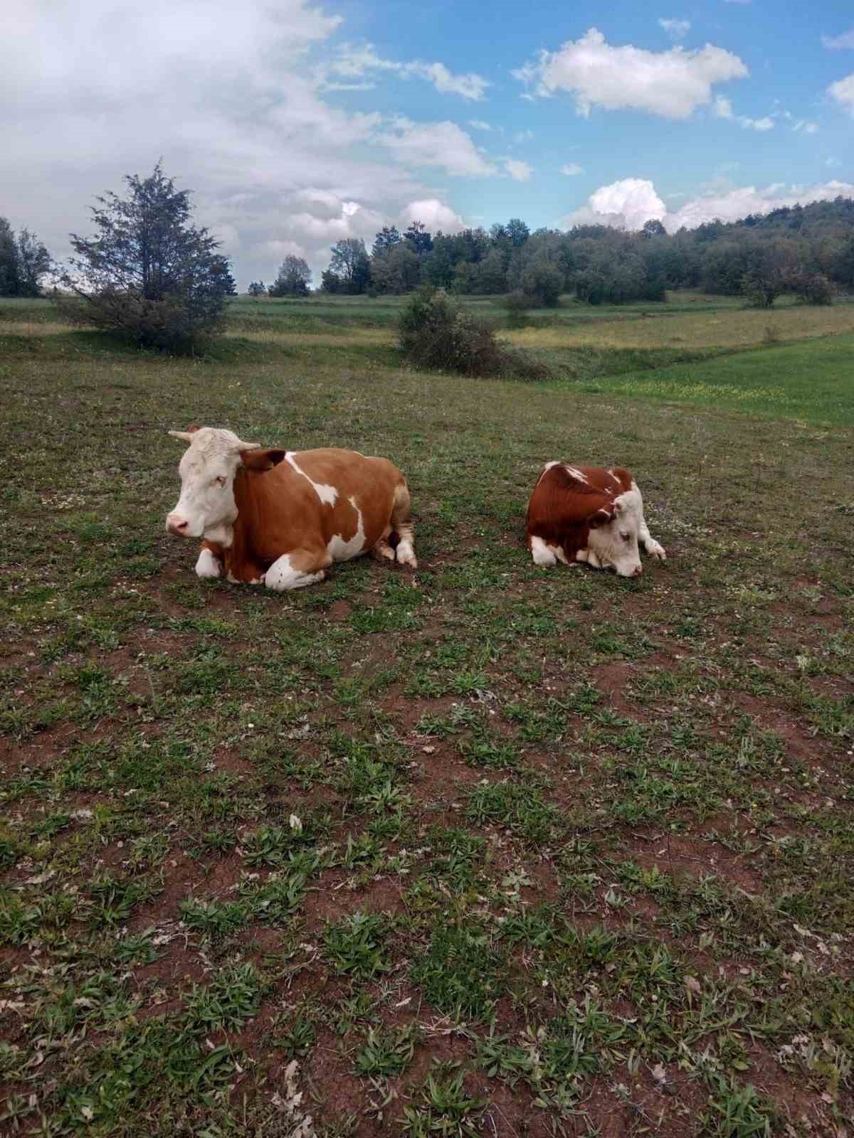 Kaybolan hayvanlar için dronla umut arayışı