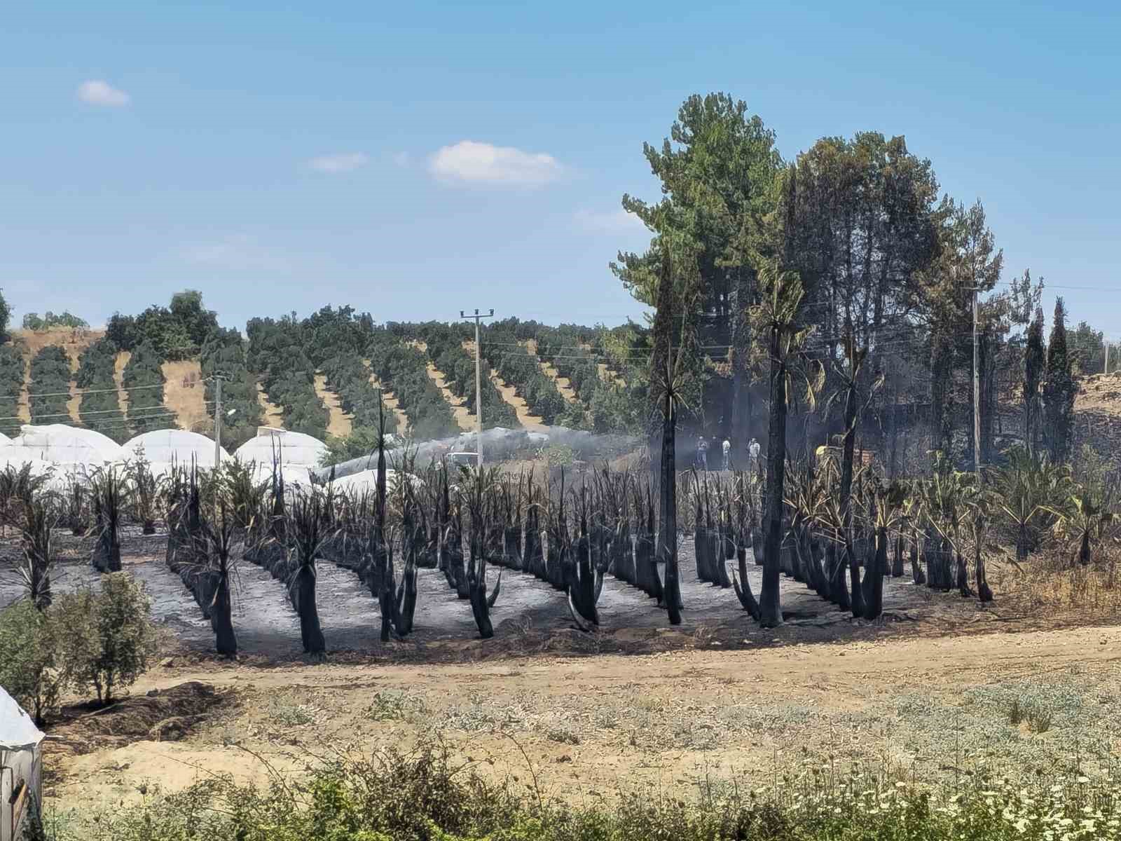 Antalya’da çıkan yangında palmiye ağaçları küle döndü