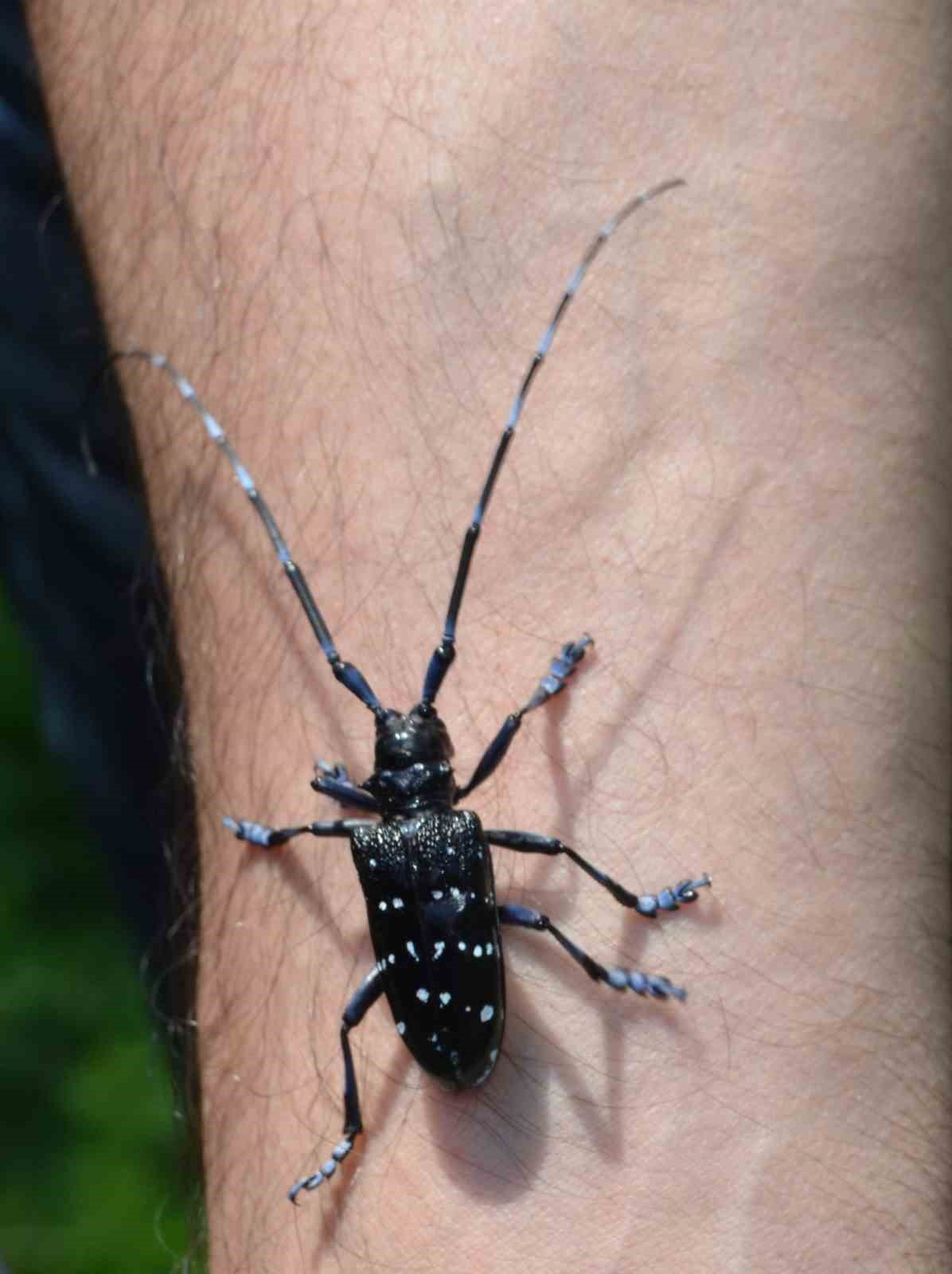 Trabzon&rsquo;da zararlı b&ouml;ceğe karşı kimyasal m&uuml;cadele başladı
