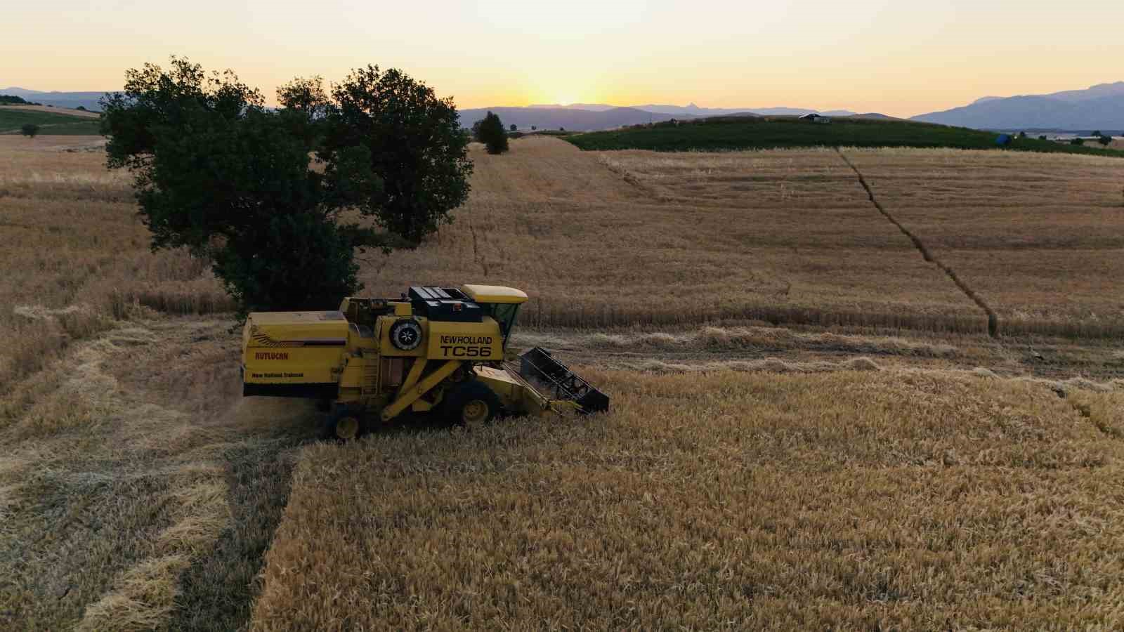 Vezirköprü’de buğday hasadı başladı