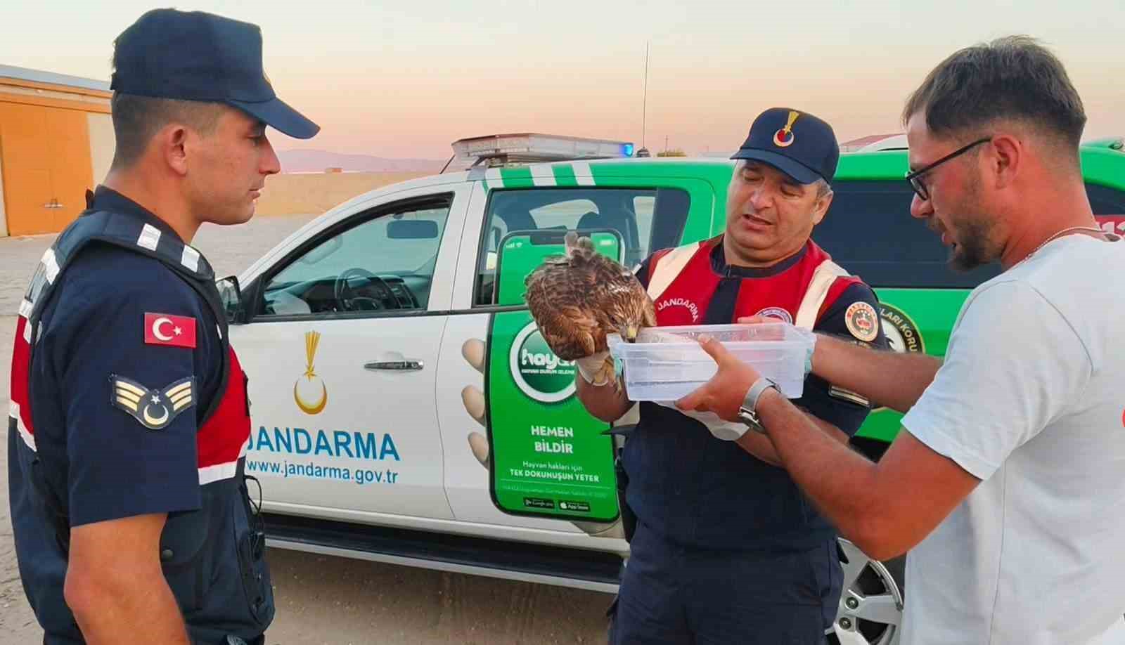 Boğazlıyan&rsquo;da bulunan yaralı şahin, koruma altına alındı
