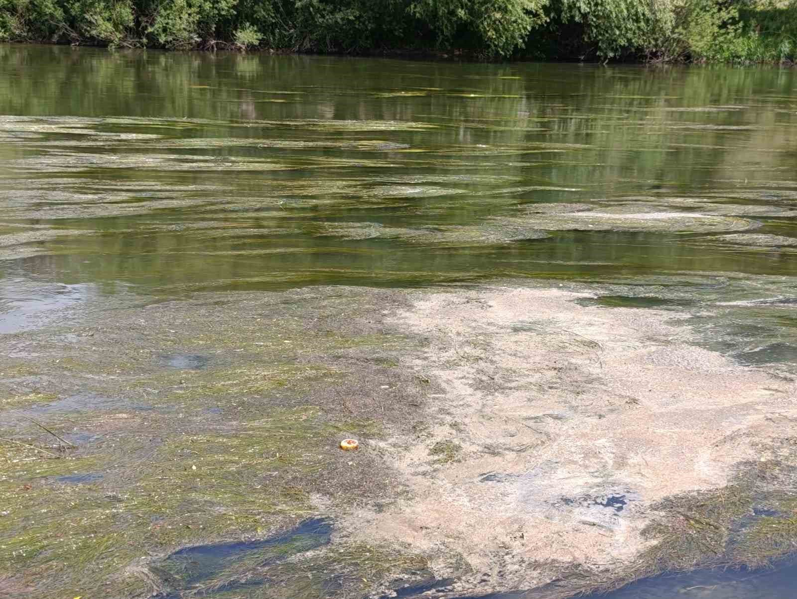 Kars Çayı’nı yosun bastı