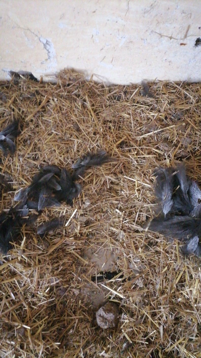 Başıboş k&ouml;pekler, girdikleri k&uuml;meste 22 tavuğu telef etti
