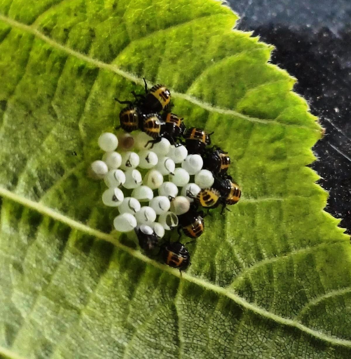 Sağlam: "Kahverengi kokarca ile m&uuml;cadelede kritik d&ouml;nem başladı"
