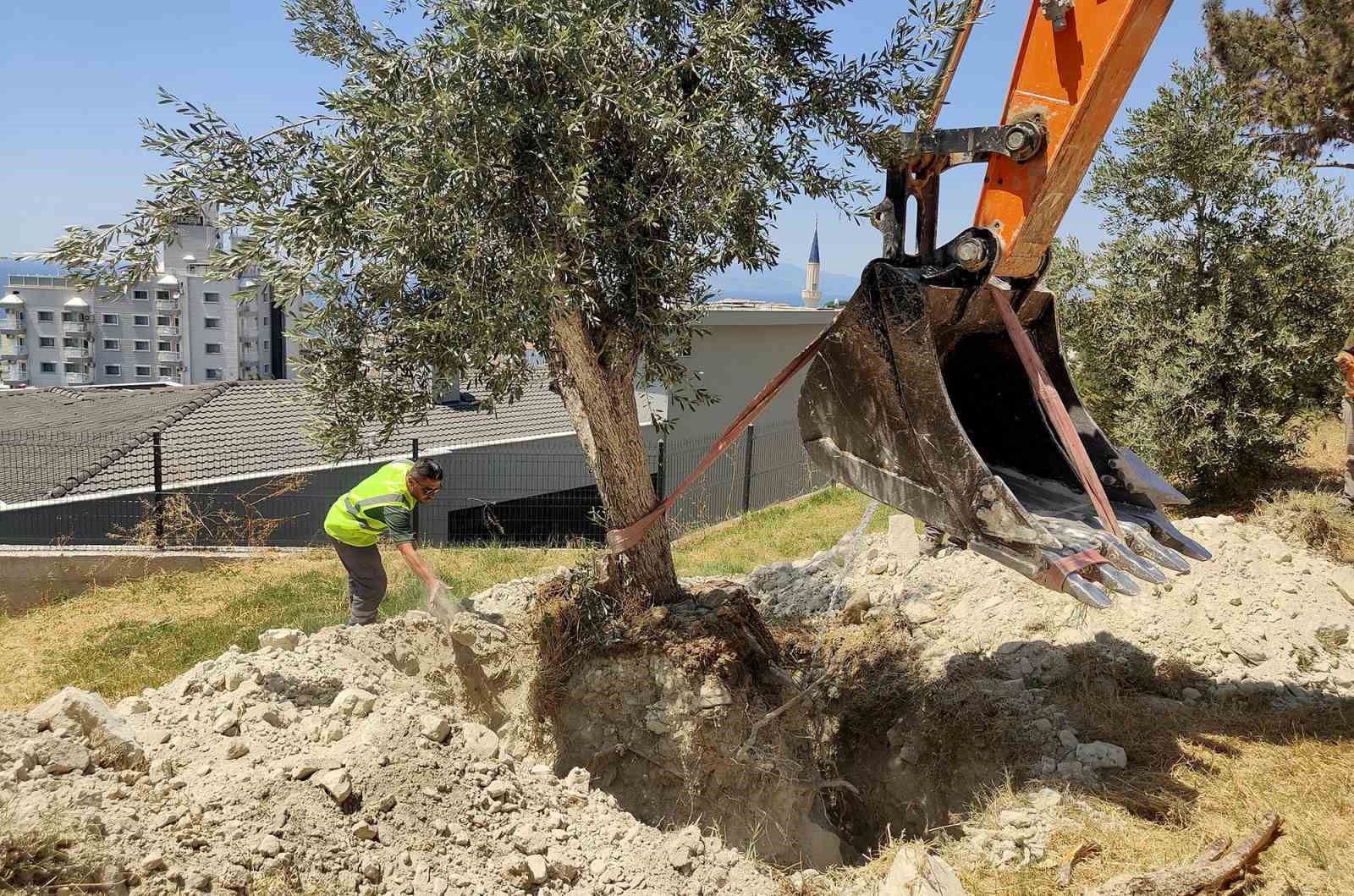 Kuşadası Belediyesi zeytin ağaçlarını yaşatıyor