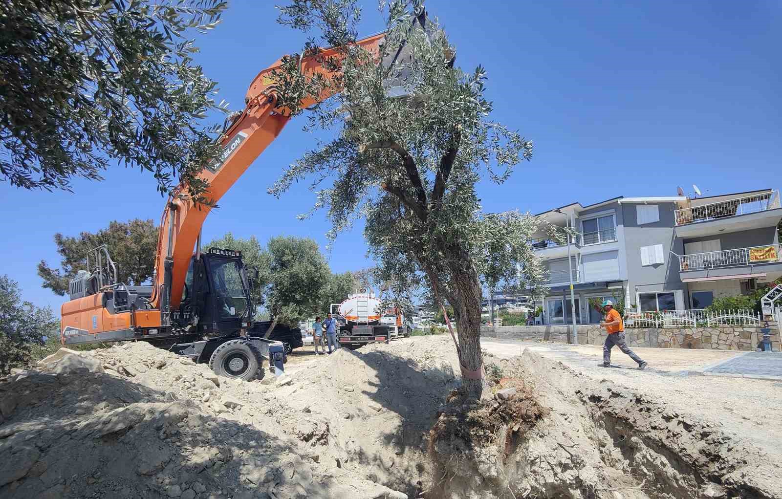 Kuşadası Belediyesi zeytin ağa&ccedil;larını yaşatıyor

