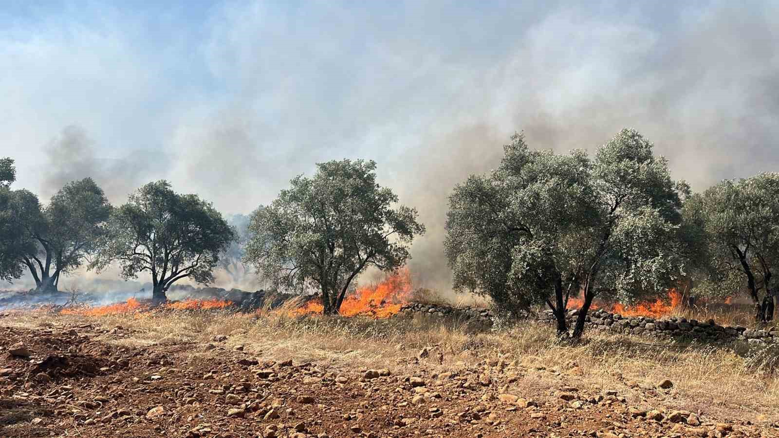 Köyceğiz’de zeytinlik yangını