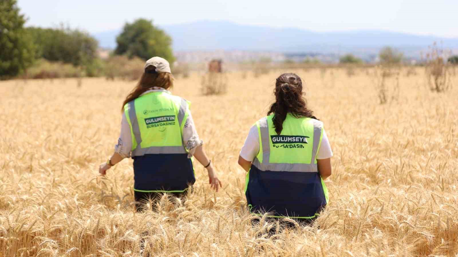 Bursa&rsquo;da B&uuml;y&uuml;kşehir desteği ile hasat zamanı
