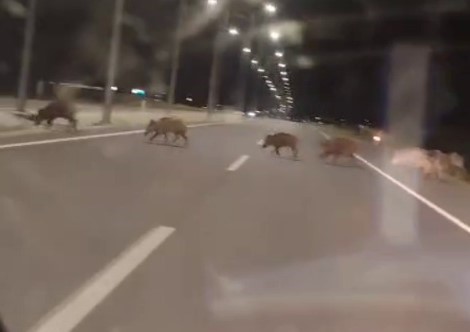 Kara yoluna çıkan yaban domuzları sürücülerin korkulu rüyası