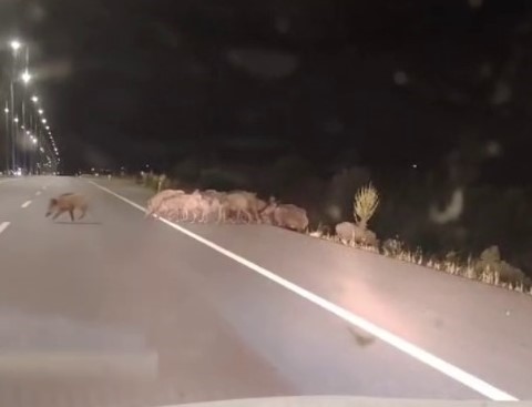 Kara yoluna &ccedil;ıkan yaban domuzları s&uuml;r&uuml;c&uuml;lerin korkulu r&uuml;yası
