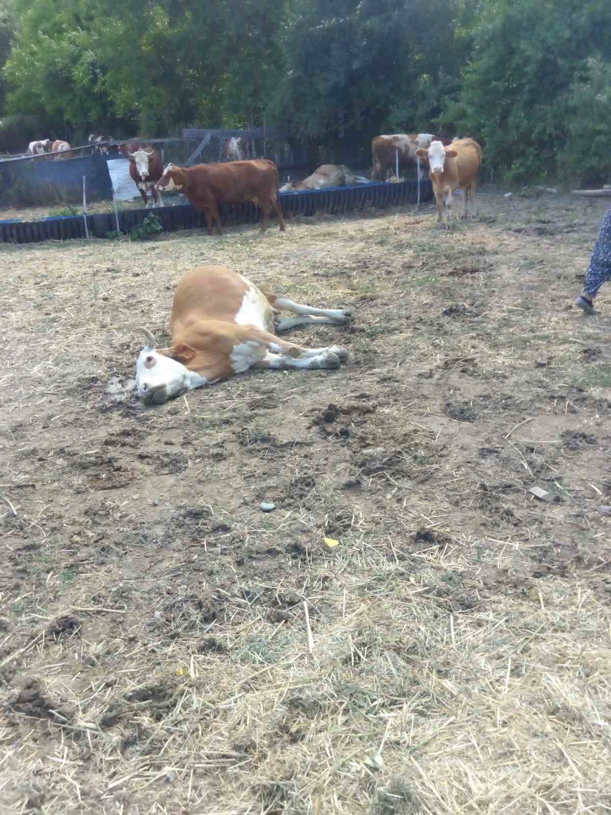 Kastamonu’da 3 büyükbaş hayvan dereden su içtikten sonra telef oldu