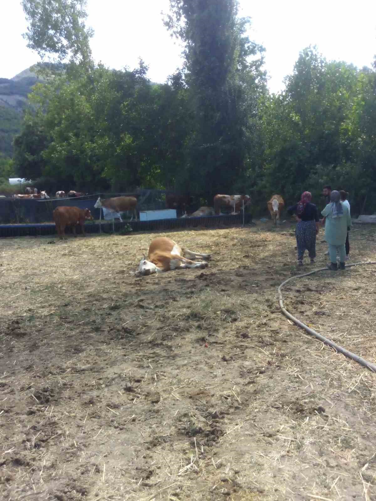 Kastamonu&rsquo;da 3 b&uuml;y&uuml;kbaş hayvan dereden su i&ccedil;tikten sonra telef oldu
