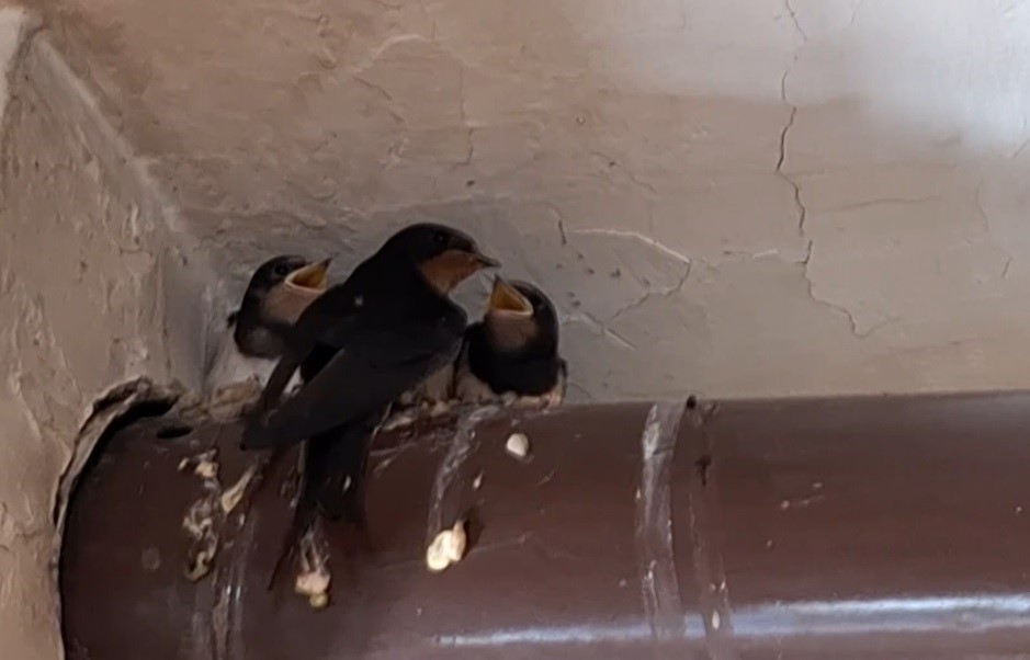 Kırlangıç ailesinin yuvası kahvehane oldu