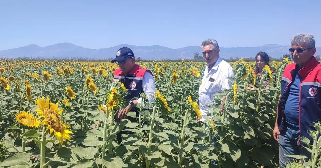 Aydın’da ayçiçeği ekim alanları artıyor