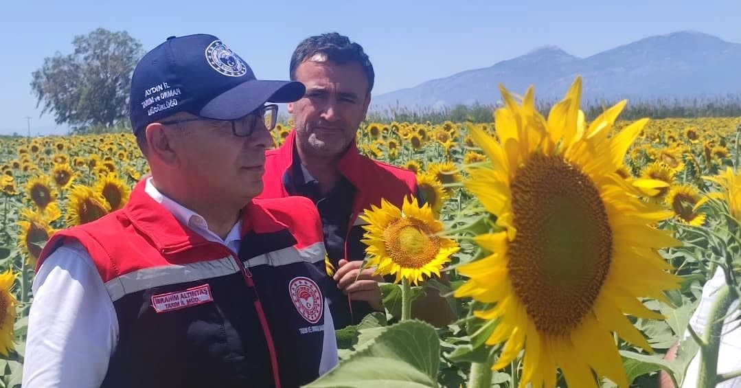 Aydın’da ayçiçeği ekim alanları artıyor
