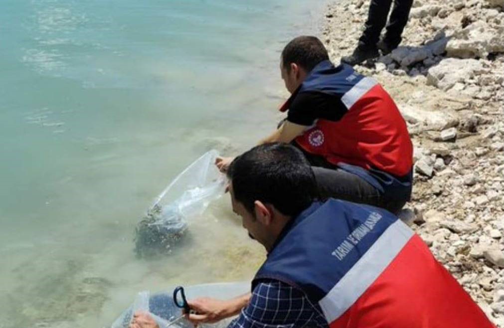 &Ccedil;avdarhisar Barajı&rsquo;na 38 bin yavru sazan bırakıldı
