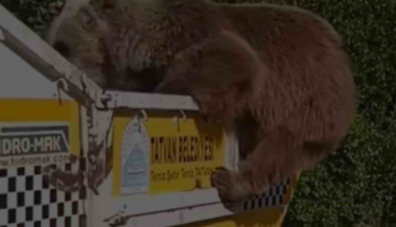 Ayı çöp kamyonetinde yiyecek aradı