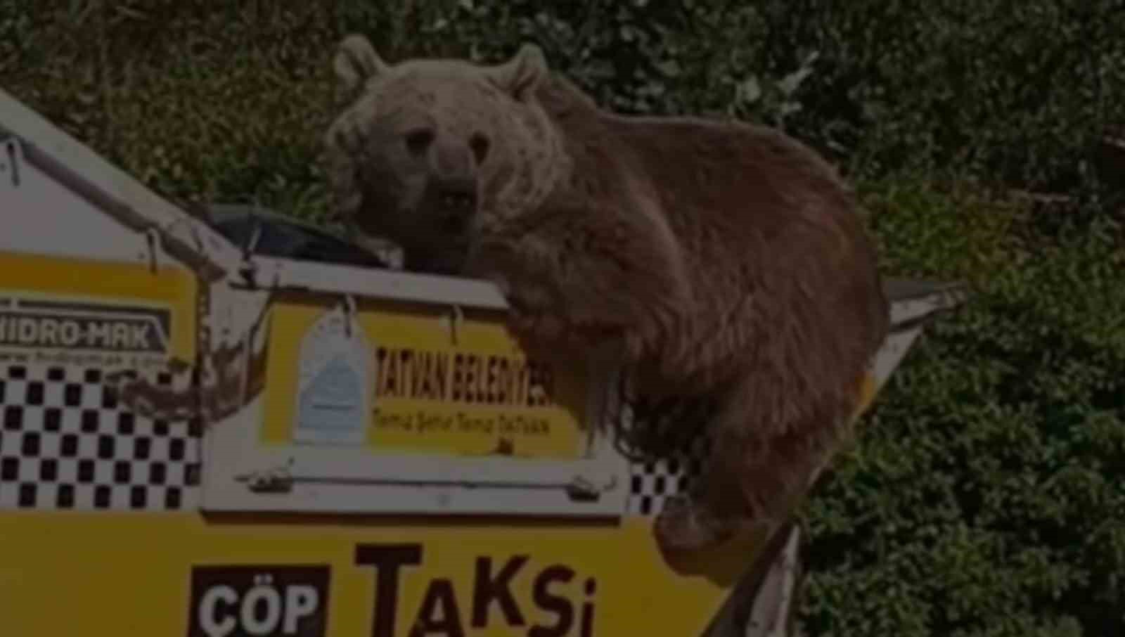 Ayı &ccedil;&ouml;p kamyonetinde yiyecek aradı
