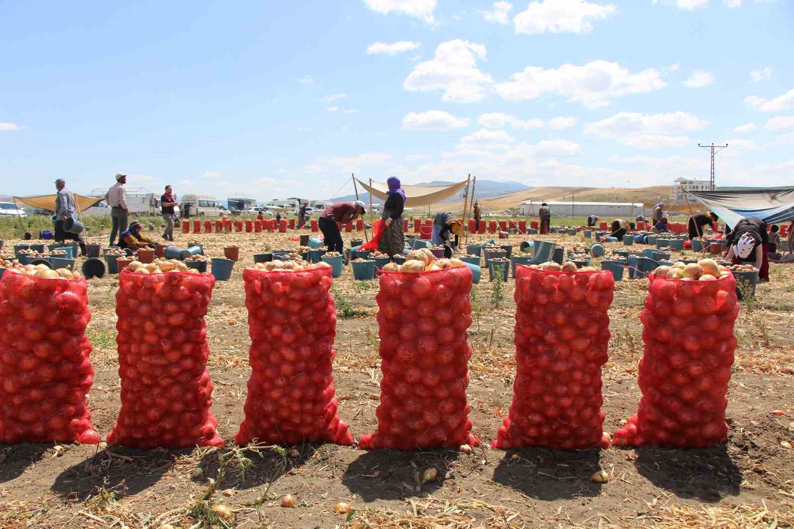 Amasya’da bu yıl soğan bol: Avrupa ve Rusya’ya da ihraç edildi