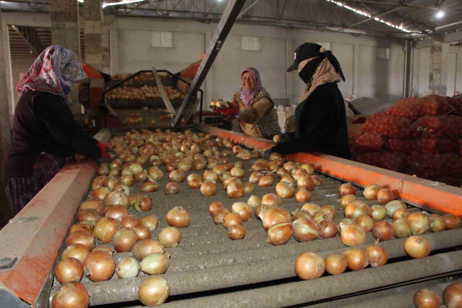 Amasya’da bu yıl soğan bol: Avrupa ve Rusya’ya da ihraç edildi