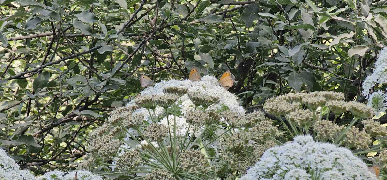 Tatvan’da rengarenk kelebekler görsel şölen sunuyor
