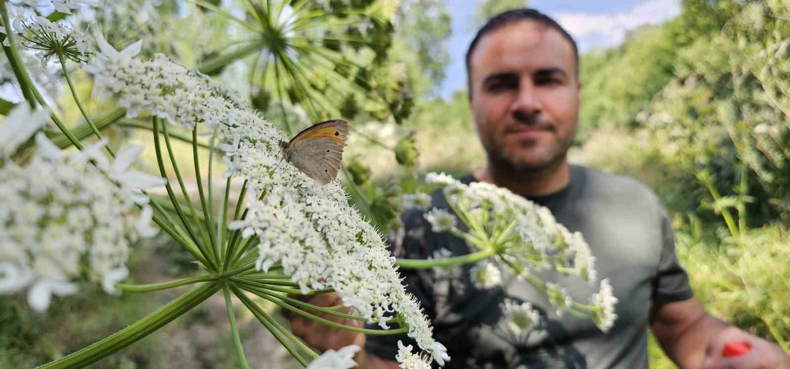 Tatvan’da rengarenk kelebekler görsel şölen sunuyor
