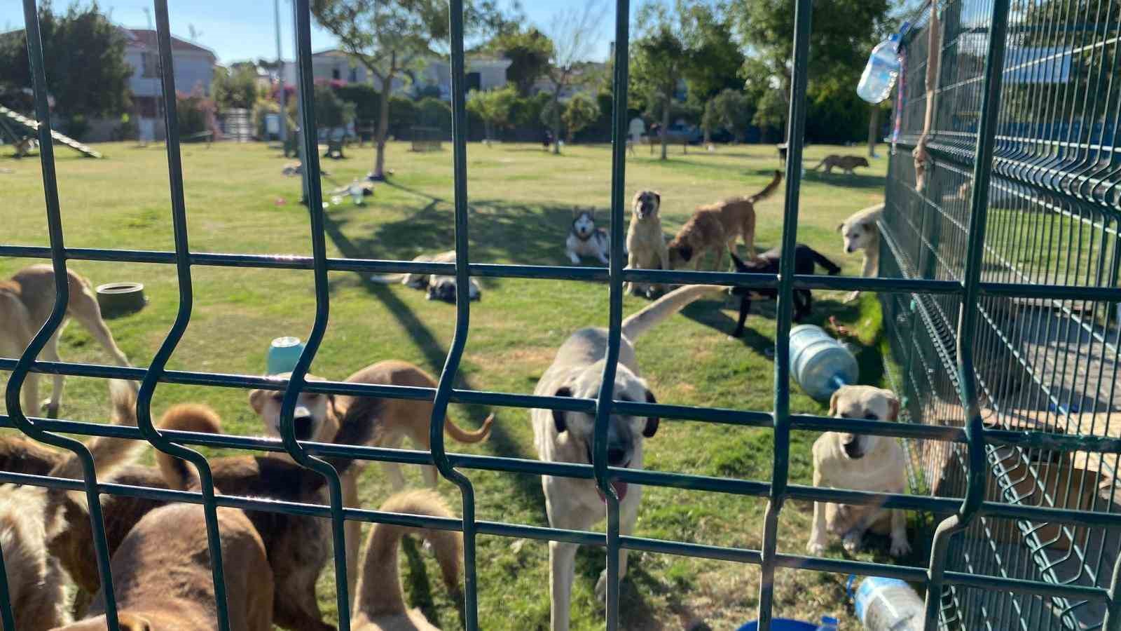 Çeşme’de hayvanseverler el ele verdi, yüzlerce hayvan alevlerden kurtarıldı